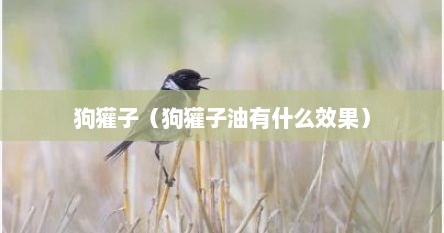狗獾子(狗獾子油有什么效果)