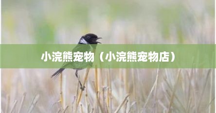 小浣熊宠物(小浣熊宠物店)