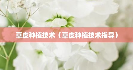 草皮种植技术(草皮种植技术指导)