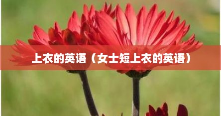 上衣的英语（女士短上衣的英语）