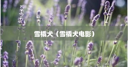 雪橇犬（雪橇犬电影）