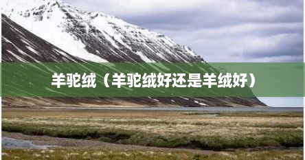 羊驼绒（羊驼绒好还是羊绒好）