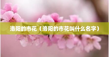 洛阳的市花（洛阳的市花叫什么名字）