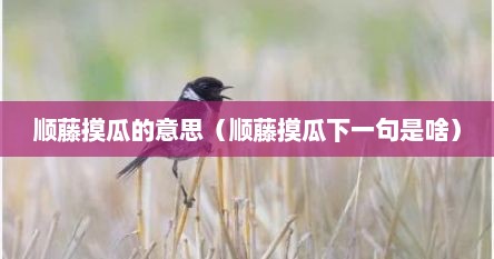 顺藤摸瓜的意思（顺藤摸瓜下一句是啥）