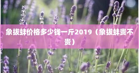 象拔蚌价格多少钱一斤2019（象拔蚌贵不贵）