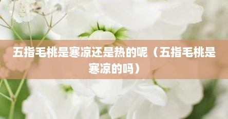 五指毛桃是寒凉还是热的呢(五指毛桃是寒凉的吗)