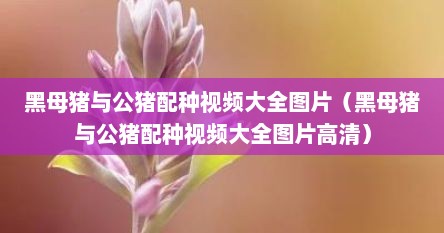 黑母猪与公猪配种视频大全图片（黑母猪与公猪配种视频大全图片高清）