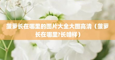 菠萝长在哪里的图片大全大图高清（菠萝长在哪里?长啥样）