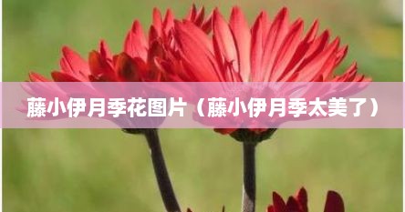 藤小伊月季花图片（藤小伊月季太美了）