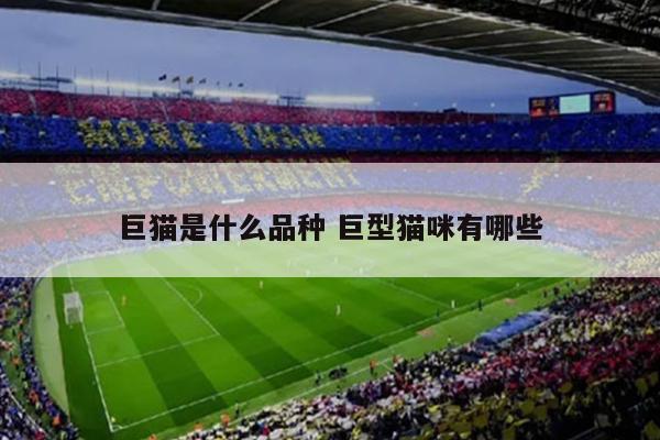巨猫是什么品种 巨型猫咪有哪些